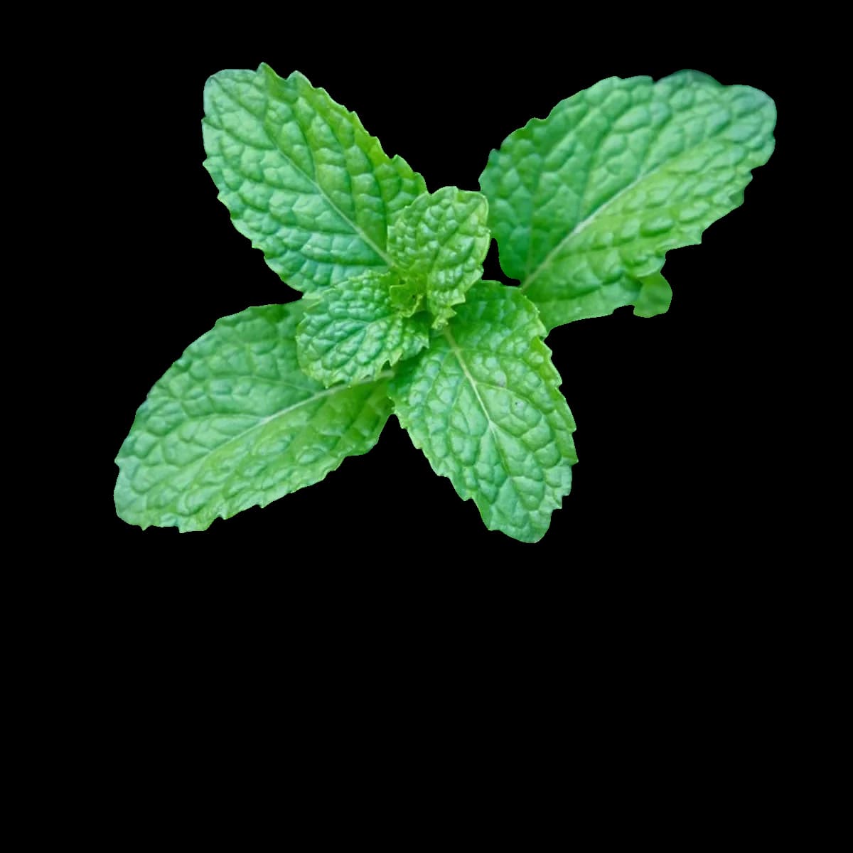 Sauna Essential Oils | Recovery Bundle — accessory — view 5